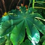 Cecropia peltata Leaf