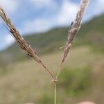 Dichanthium caricosum Blüte