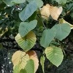 Betula maximowicziana Folha