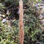 Calamagrostis epigejos花