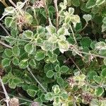 Marrubium supinum Likasa
