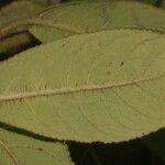 Kohleria allenii Folla