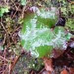 Galax urceolata Leaf