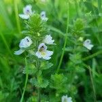 Euphrasia officinalisKvět