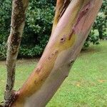 Eucalyptus parvula Corteza