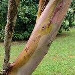 Eucalyptus parvula Bark