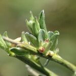 Cytisus multiflorus 叶