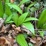 Allium tricoccum Feuille