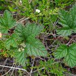 Rubus chamaemorus पत्ता