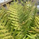 Athyrium distentifolium Blad