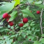 Ilex mucronata Fruit