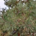 Pinus sylvestris Liść