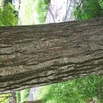 Populus balsamifera Bark