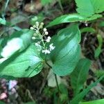 Maianthemum bifolium Цветок