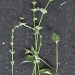 Salvia occidentalis Diğer