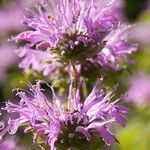 Monarda media Flower