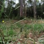 Diplotaxis muralis Fruit