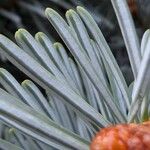 Abies lasiocarpa Likasa