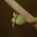 Bellucia mespiloides Fruit