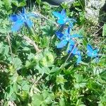 Gentiana pyrenaica花