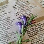 Scutellaria scordiifolia 花