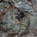 Echinocactus horizonthalonius Hábito