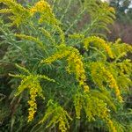 Solidago rugosaKvet