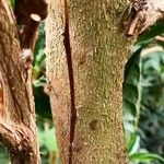 Acacia rostellifera Kůra