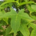 Liquidambar formosana Blad