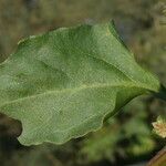 Rumex spinosus Hoja