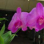 Dendrobium bigibbum Habit
