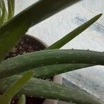 Aloe officinalis Leht