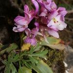 Orchis laeta Blomst