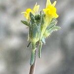 Linaria simplex 花