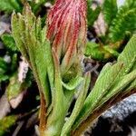 Hedysarum hedysaroides Flower