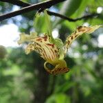 Monodora carolinae Flower