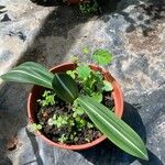 Hippeastrum reticulatum Leaf