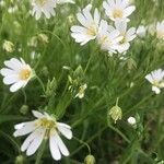 Moehringia ciliata Flower