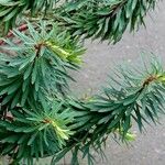 Euphorbia dendroides Habit