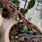 Gasteria disticha Flower