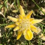 Genista umbellata