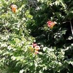 Campsis radicans Συνήθη χαρακτηριστικά