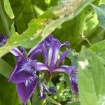 Iris versicolor Blomma