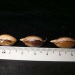 Pouteria reticulata Otro