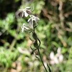 Silene gallica Sonstige