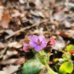 Pulmonaria obscura Λουλούδι