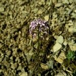 Iberis linifolia Blomst