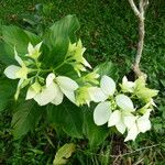 Mussaenda philippica Fleur