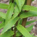 Lilium henryi Leaf