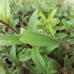 Pentanema hirtum Leaf